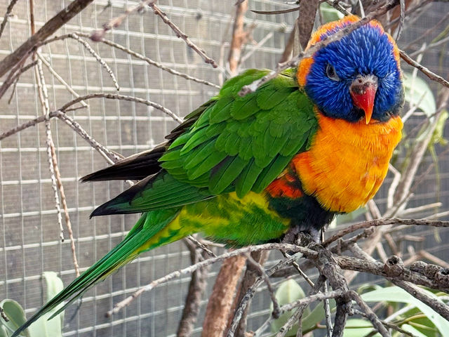 Close Encounters at Caversham Wildlife Park: Kangaroos, Koalas, Wombats and More