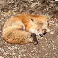 狐狸為伴的世界 - 宮城藏王狐狸村🦊