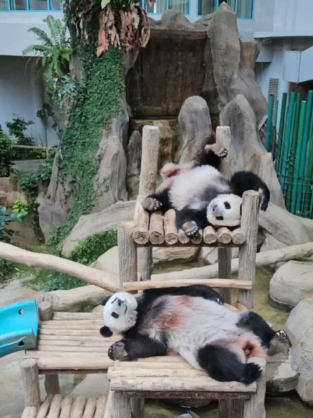 การเดินทางไปเที่ยวสวนสัตว์เนการามาเลเซียหนึ่งวัน