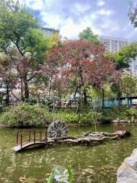 🏝️😎如熱帶雨林般的「城門谷公園」｜香港賞花拍照好地方🔥🏞️