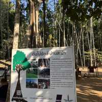 The Giant Tree at Ban Sanam