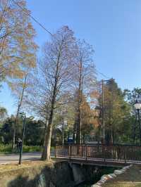桃園 大溪 落羽松公園  秋冬轉瞬之美