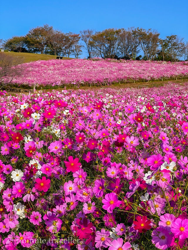 日の出と海とコスモスの絶景！長崎県・白木峰高原