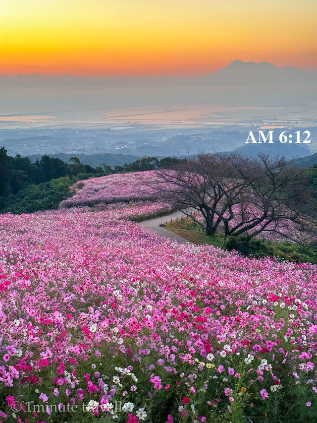 日の出と海とコスモスの絶景！長崎県・白木峰高原
