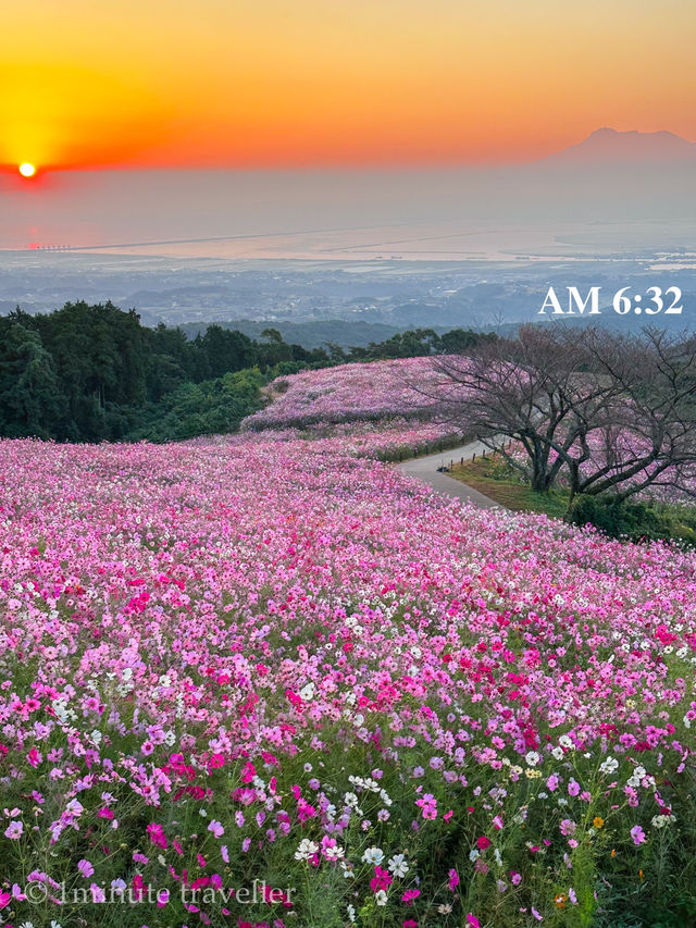 日の出と海とコスモスの絶景！長崎県・白木峰高原