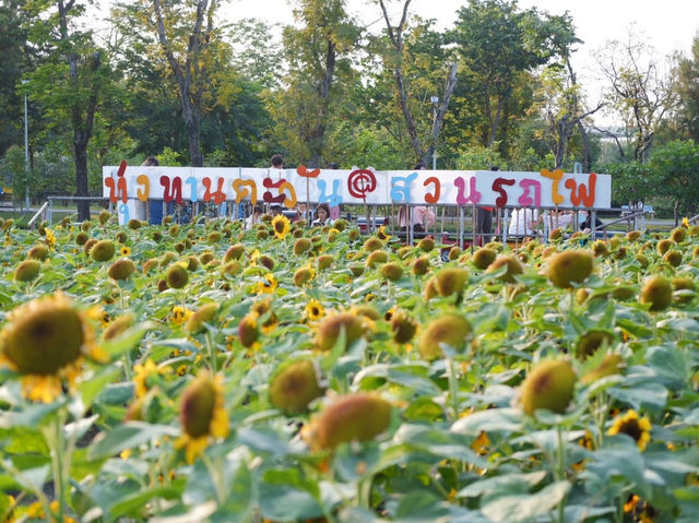 ทุ่งทานตะวัน สวนรถไฟ 🌻