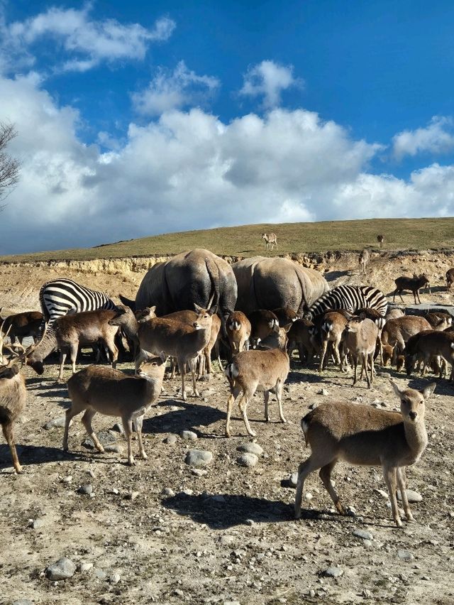 Kyushu Wildlife African Safari 🐆🐃🦬🦌🦓🐘🦒