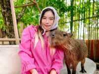 คาเฟ่น่ารัก แกะกะบัว