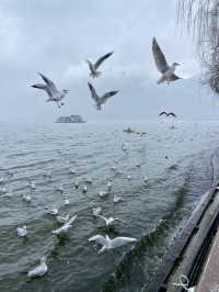 🥰☃️白雪浪漫～昆明滇池必去海埂公園🕊️🌊