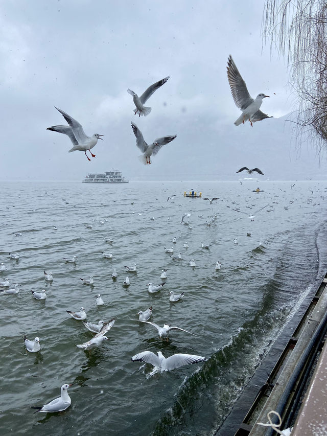 🥰☃️白雪浪漫～昆明滇池必去海埂公園🕊️🌊