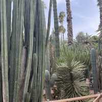 Amazing Jardim Majorelle with exotic plants