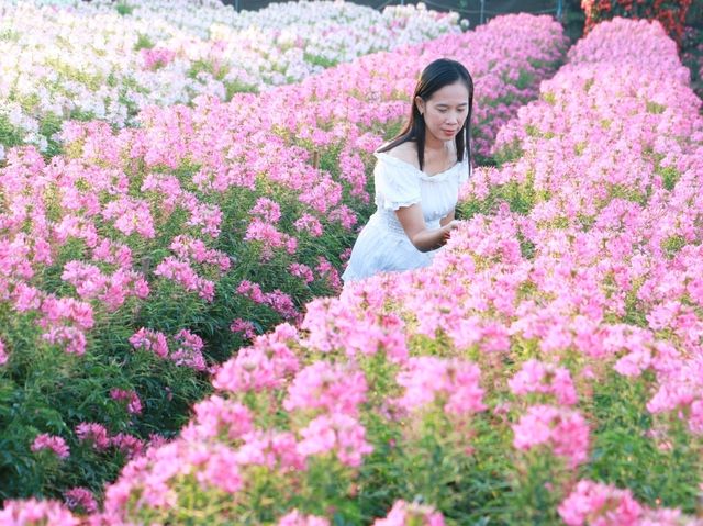 มาเที่ยวทุ่งดอกไม้รับวาเลนไทน์ที่ เมเปิ้ล การ์เด้น
