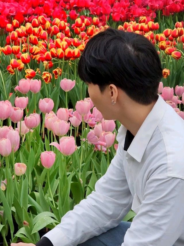 ✨Tulips season
