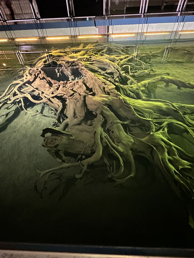 【ここは深海か？】魚津埋没林博物館
