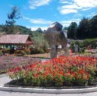 Betong Winter Flowers Garden