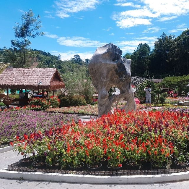 Betong Winter Flowers Garden