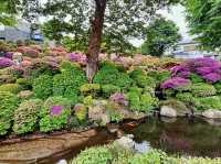 🇯🇵 東京超美杜鵑花神社🌺 🎐