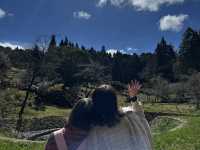 森呼吸🌱阿里山神木健行旅遊