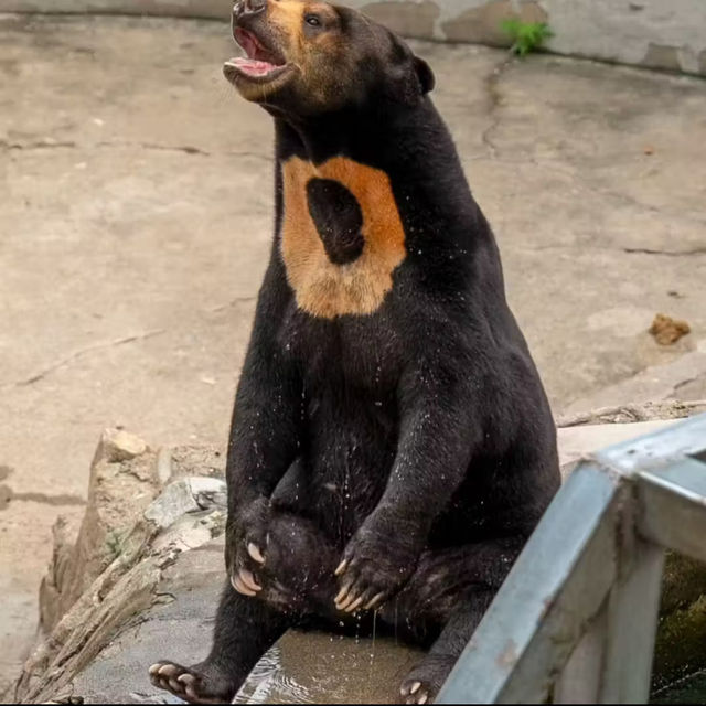 廣州動物園-市中心的動物世界