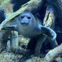 ☺️墨田水族館😍企鵝大觀 🐧🌊