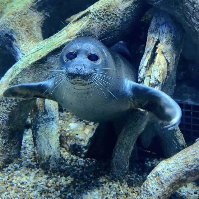 ☺️墨田水族館😍企鵝大觀 🐧🌊