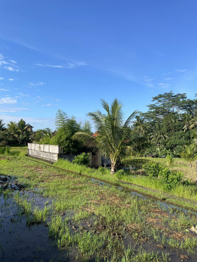 🇮🇩 Campuhan Ridge Walk