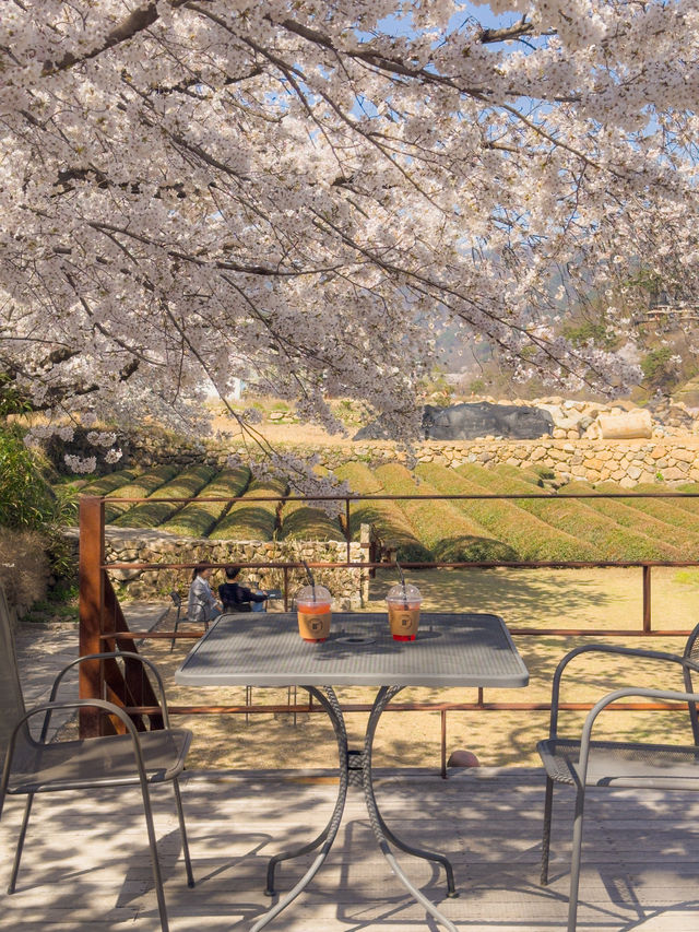 도로 전체가 벚꽃으로 뒤덮이는 십리벚꽃길🌸