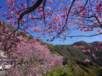 拉拉山櫻木花道/二馬山莊櫻花美景