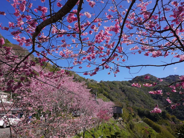拉拉山櫻木花道/二馬山莊櫻花美景