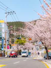 부산을 내려다 볼 수 있는 산복도로의 벚꽃🌸