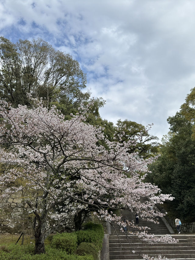 京都知恩院的櫻花之美 🌸 