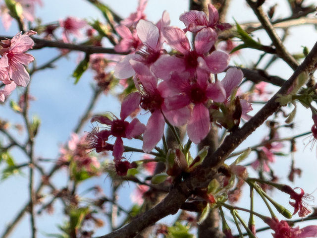 櫻花天堂