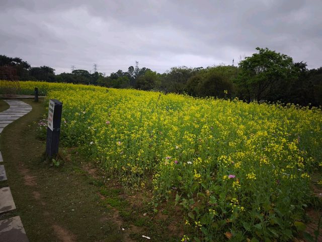 花海
