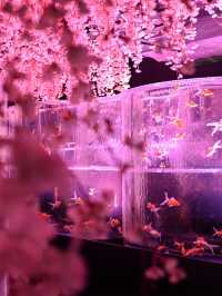 【銀座】金魚×桜🌸銀座でお花見はどう？