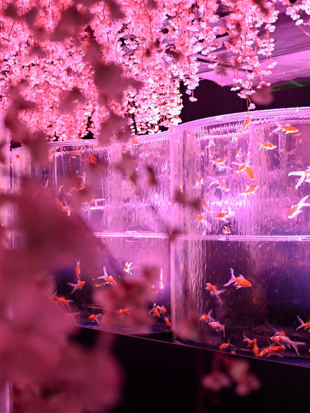 【銀座】金魚×桜🌸銀座でお花見はどう？