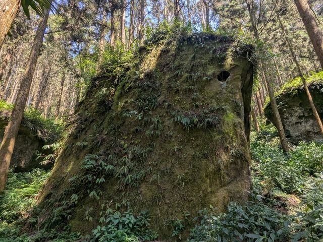 奮起湖大凍山，杉林雲海之間的親山健行步道
