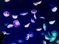 花蓮這個水族館居然有美人魚？！🧜🏻‍♀️