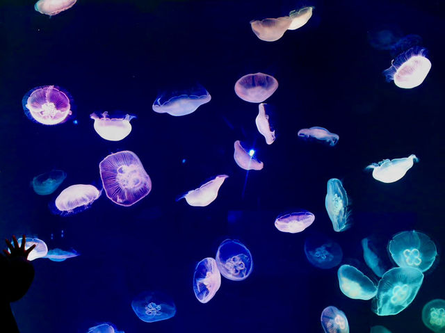 花蓮這個水族館居然有美人魚？！🧜🏻‍♀️