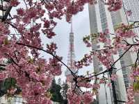 結合櫻花和東京鐵塔的賞櫻地