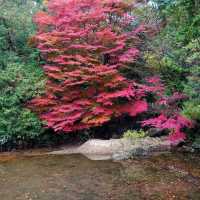 Dainohara Forest Park (台原森林公園)