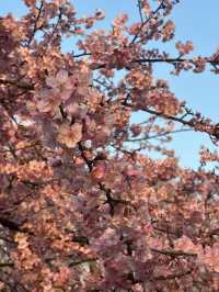 代代木公園的櫻花之美 🌸 