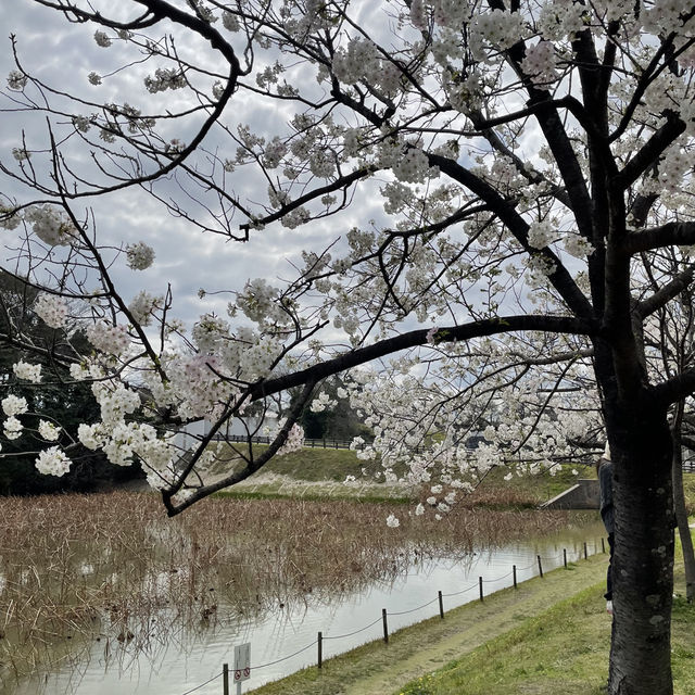 🌸在浪漫的櫻花季