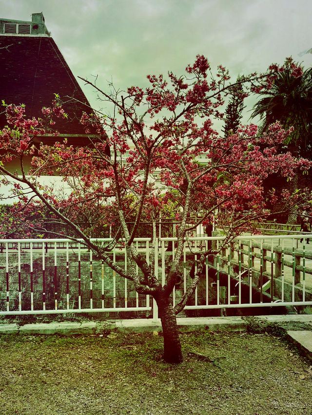 🌸 **沖繩與儀公園櫻花觀賞遊覽分享** 🌸