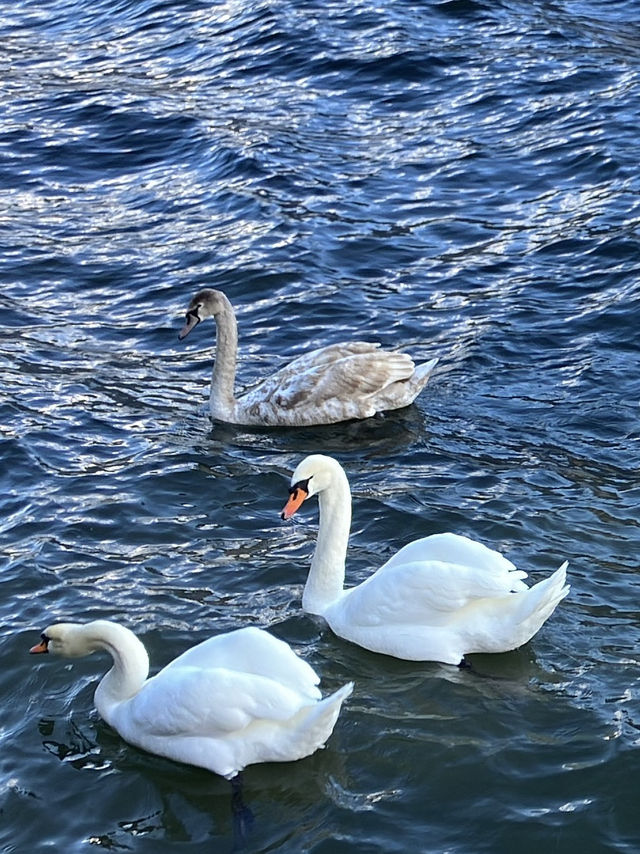 오스트리아-할슈타트/잘츠부르크 자유여행 코스!🇦🇹⛴️