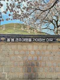 올 봄 경주로 떠나야하는 이유(경주벚꽃여행코스)