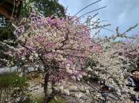 It’s a lucky day for an early cherry blossom in Kyoto 🌸