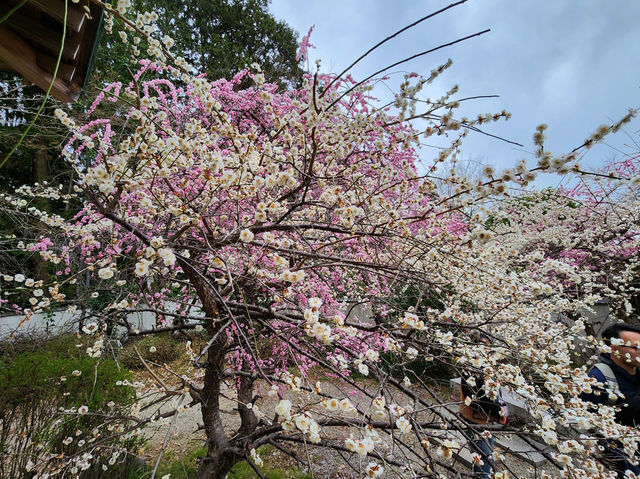It’s a lucky day for an early cherry blossom in Kyoto 🌸
