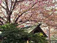 東京賞櫻🌸 藏前神社