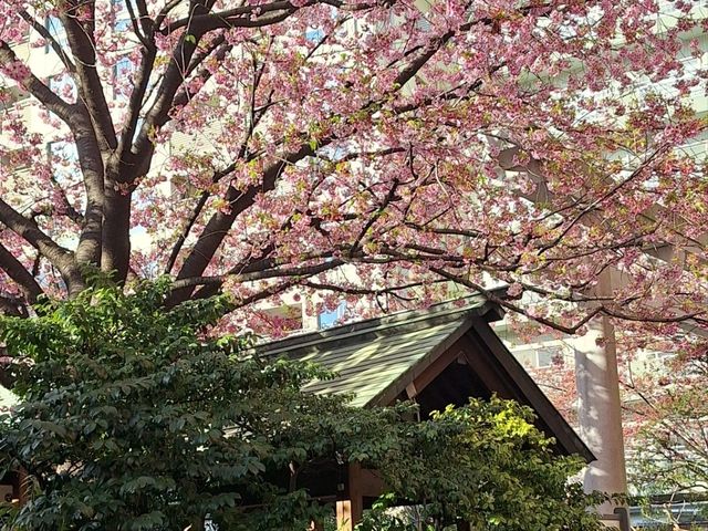 東京賞櫻🌸 藏前神社