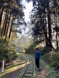阿里山賞櫻🌸逐日之旅